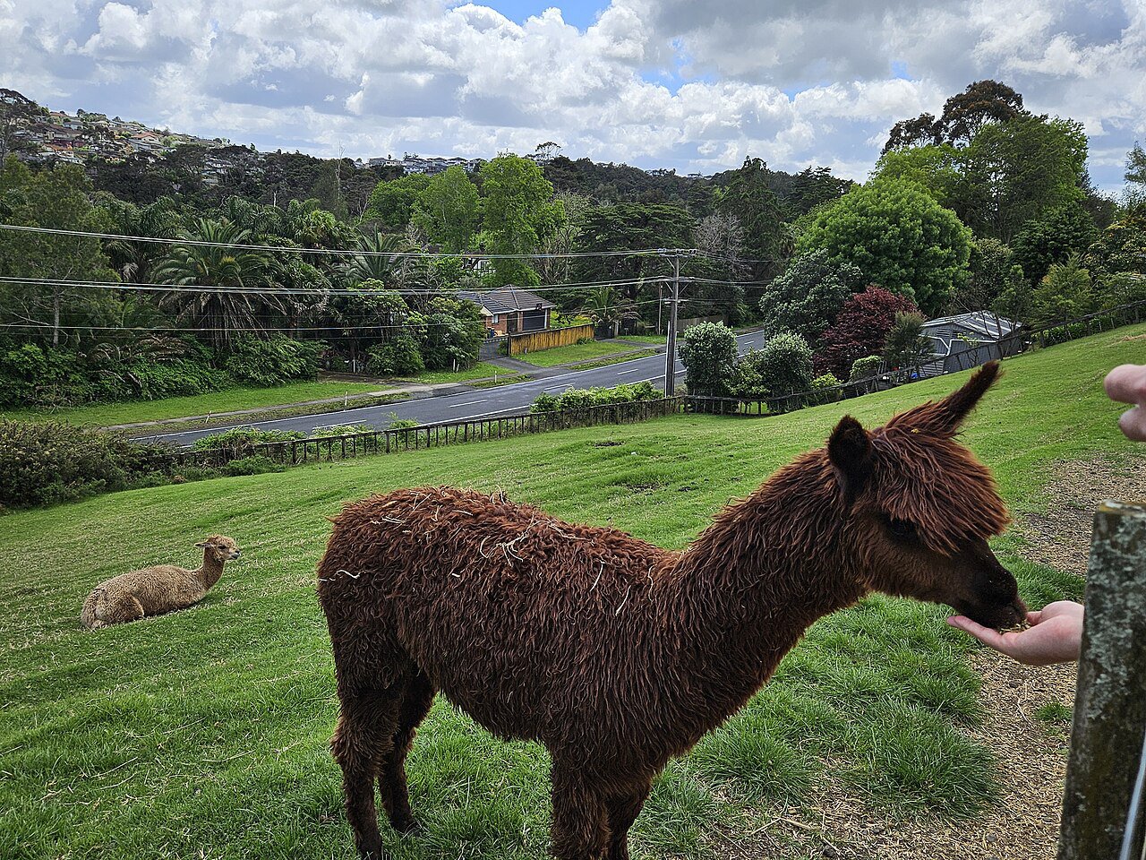 Shamarra Alpacas