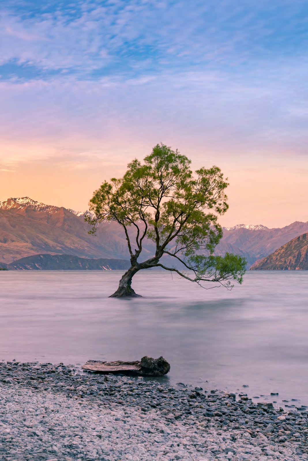 That Wanaka Tree